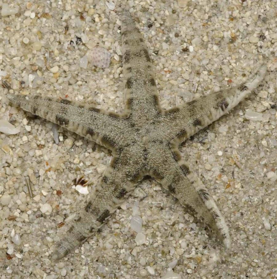 Sand Starfish