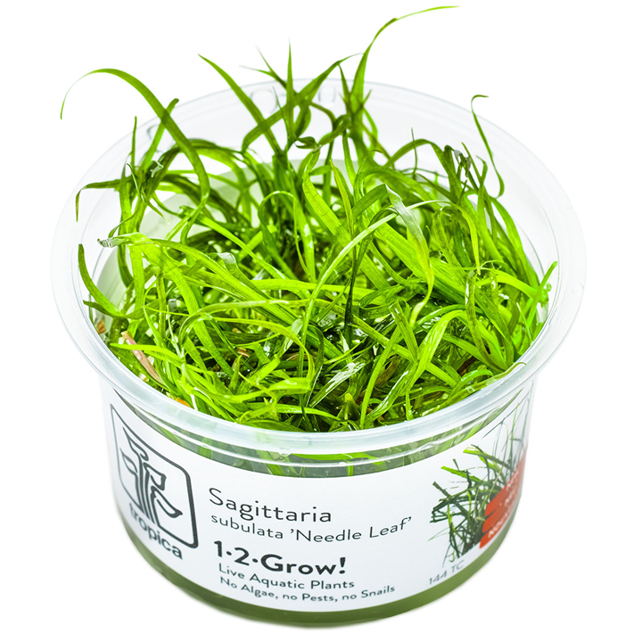 Tropica 1-2-Grow Sagittaria subulata 'Needle Leaf'