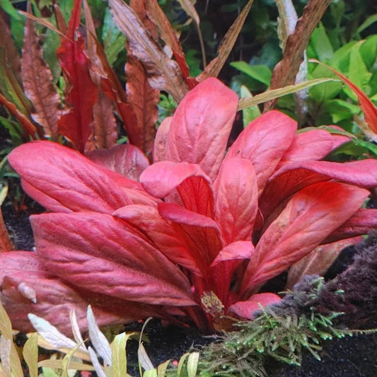 Samolus Parviflorus Red