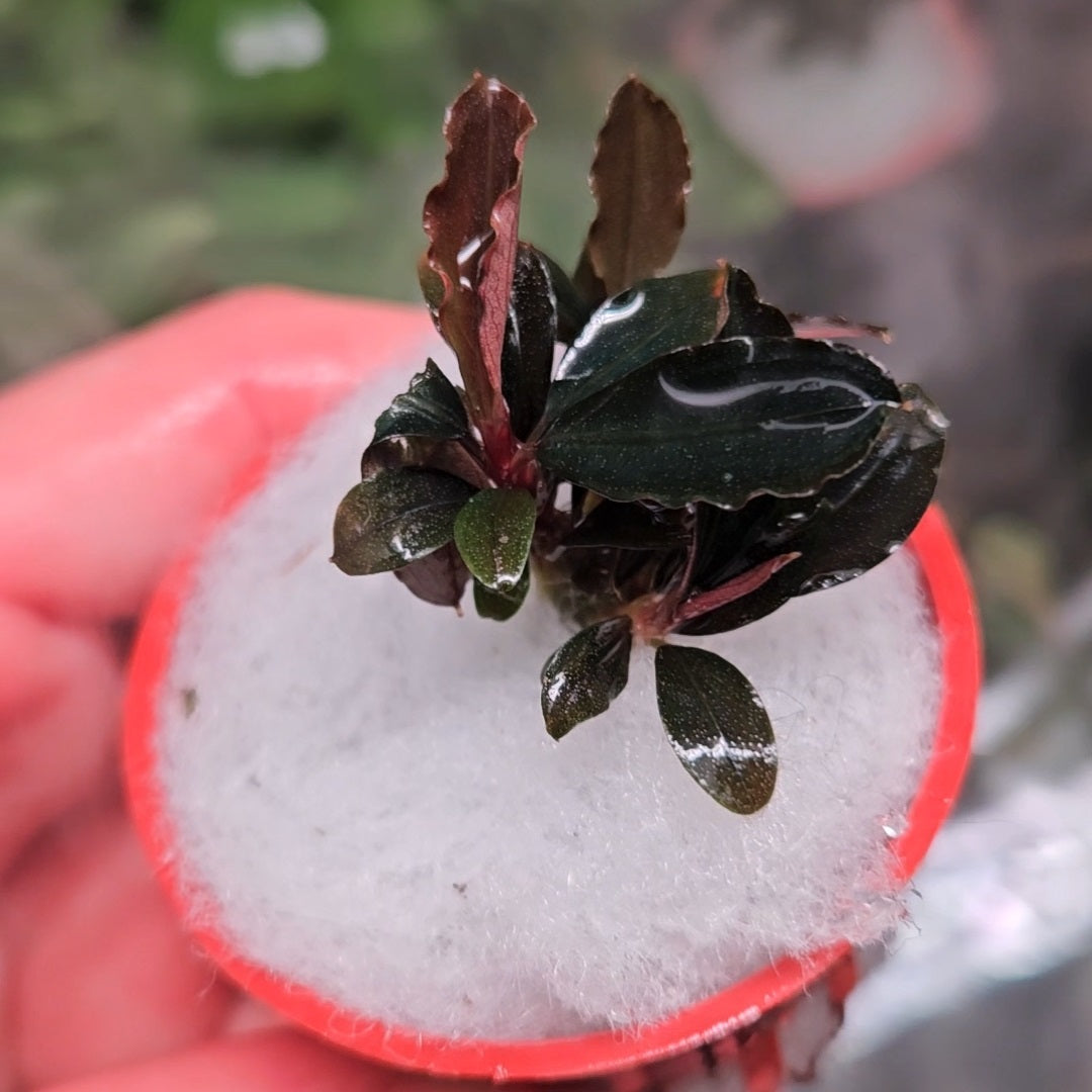 Bucephalandra Red Mini