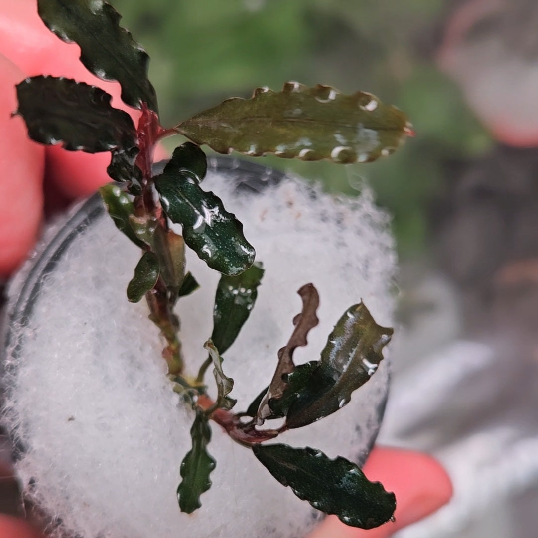 Bucephalandra Titan
