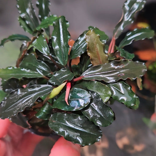 Bucephalandra 'brownie ghost ulu kapus'