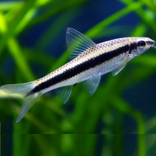 Siamese Algae Eater (Crossocheilus oblongus)