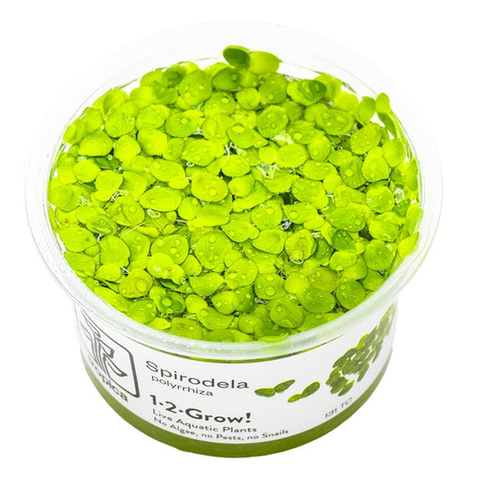 Tropica 1-2-Grow Spirodela polyrrhiza