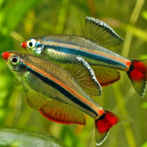 Vietnamese Cardinal Minnow (Tanichthys Micagemmae)