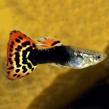 Male Dragon Tuxedo Guppy (Poecilia reticulata)