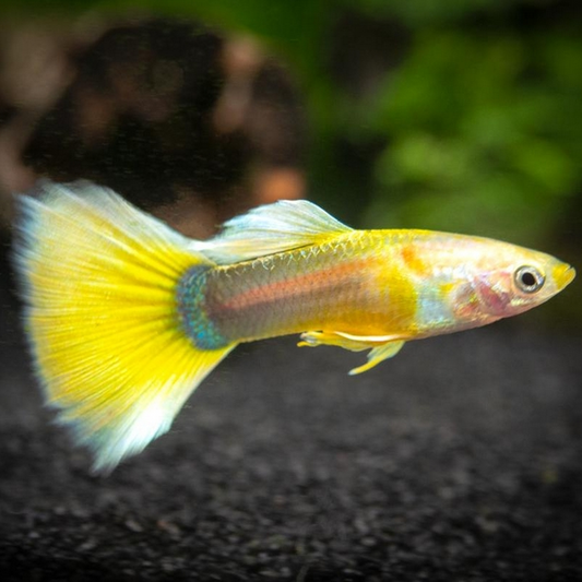 Guppy Tuxedo Gold Mâle (Poecilia reticulata)