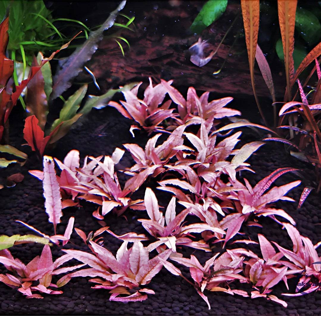 ADA In-vitro Cryptocoryne pink panther