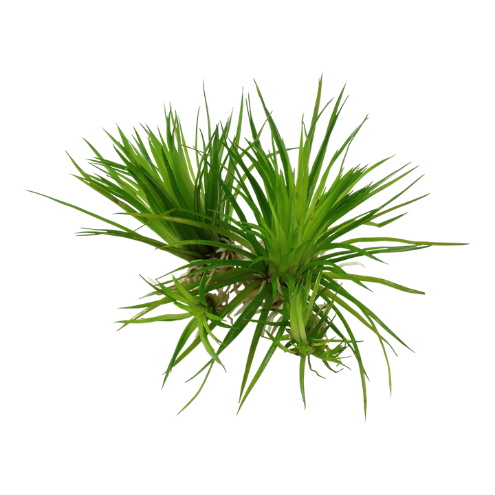 Tropica 1-2-Grow Eriocaulon cinereum