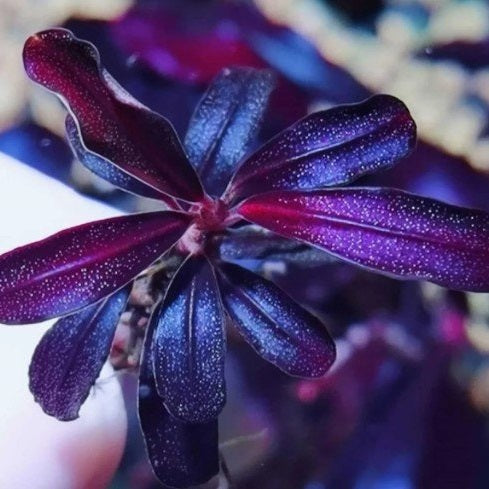 Bucephalandra Brownie Purple