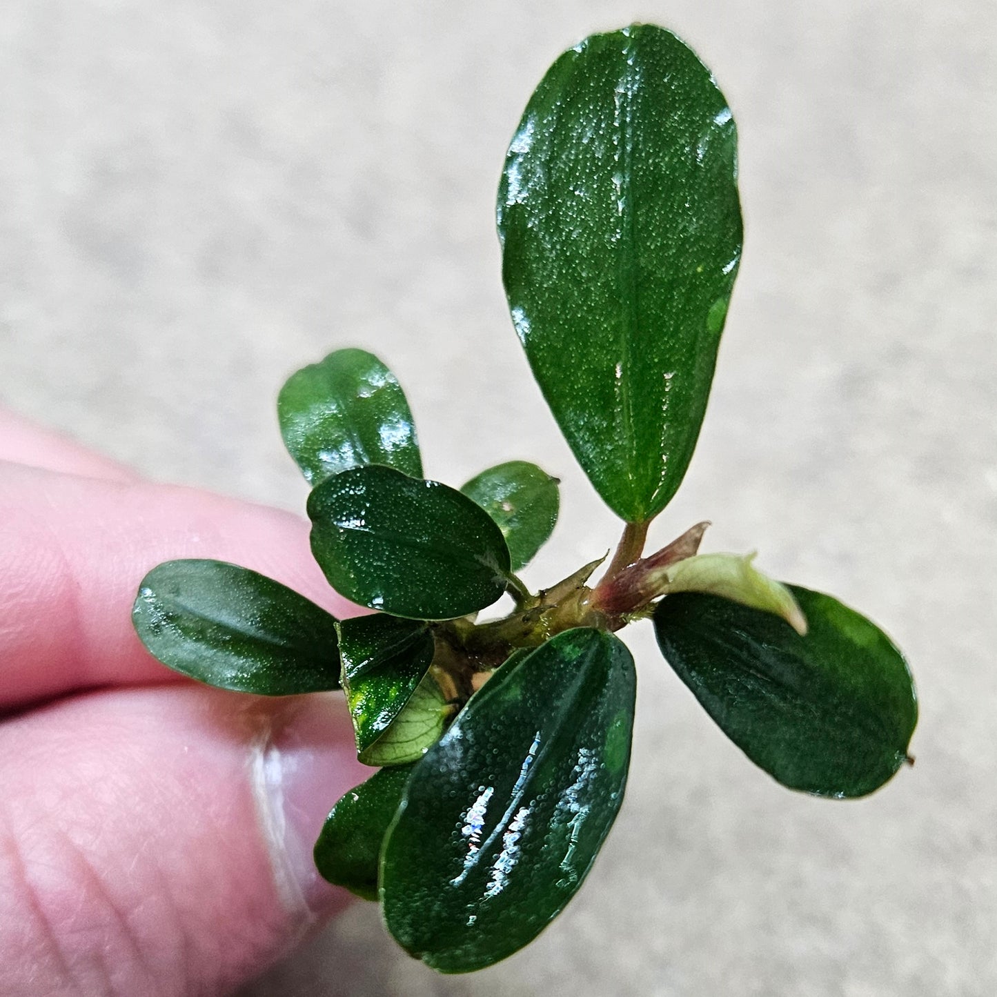 Bucephalandra Apple Leaf