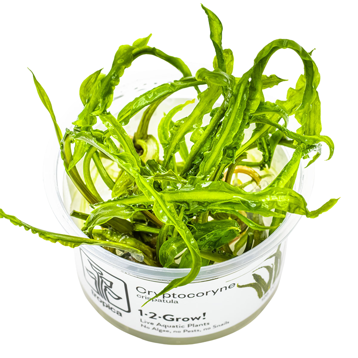 Topica 1-2-Grow Cryptocoryne crispatula