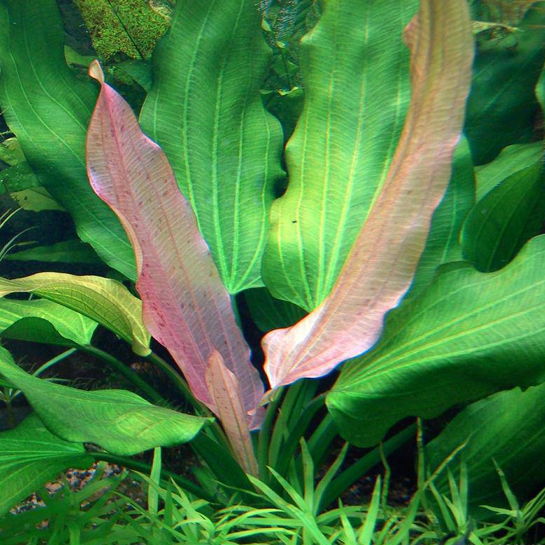 Echinodorus uruguayensis tricolor