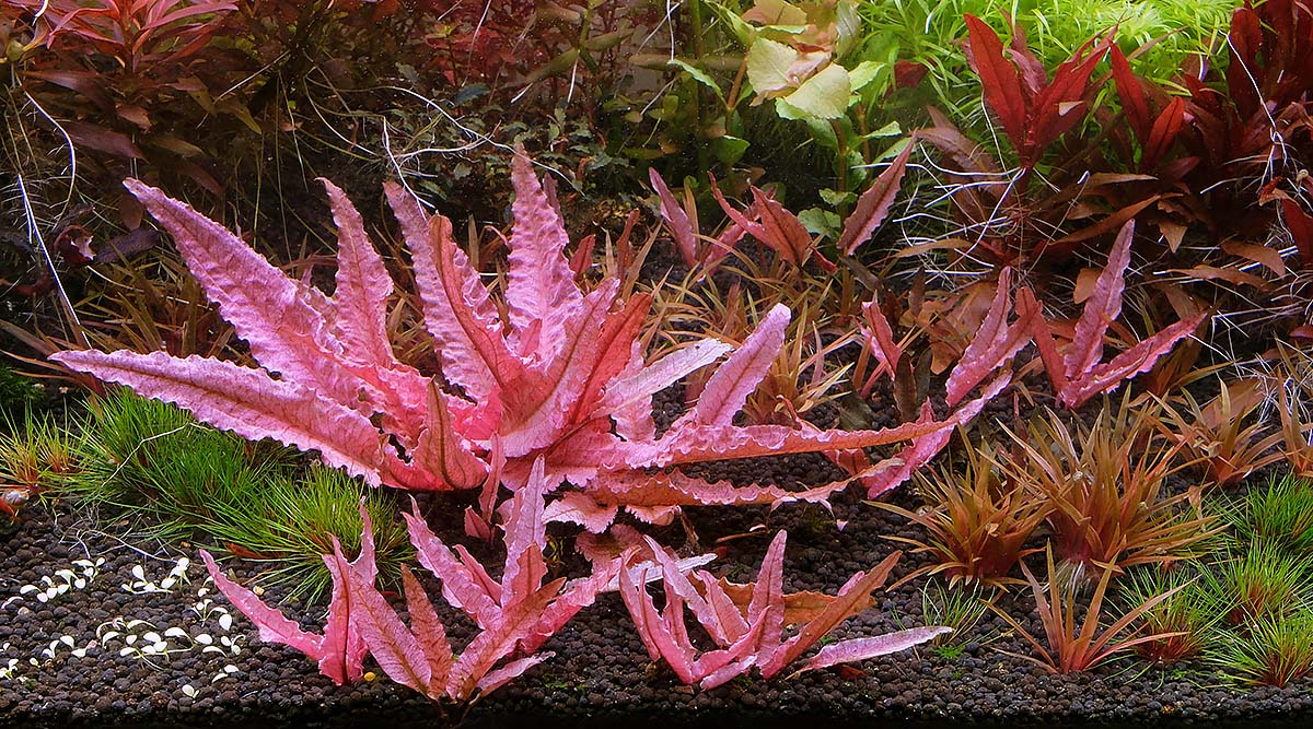 Cryptocoryne wendtii Flamingo