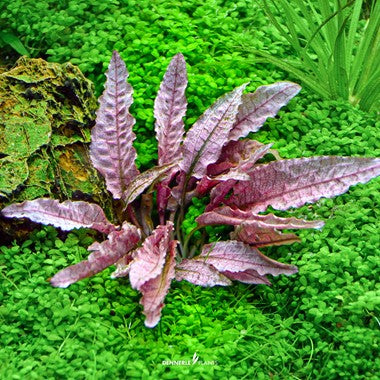 Dennerle Cryptocoryne sp. 'Flamingo'