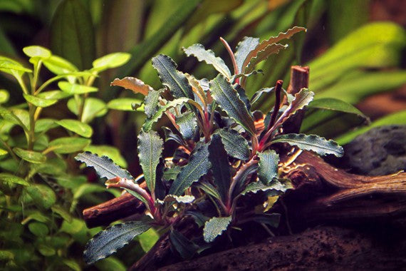 Dennerle Bucephalandra sp. 'Red Scorpio'