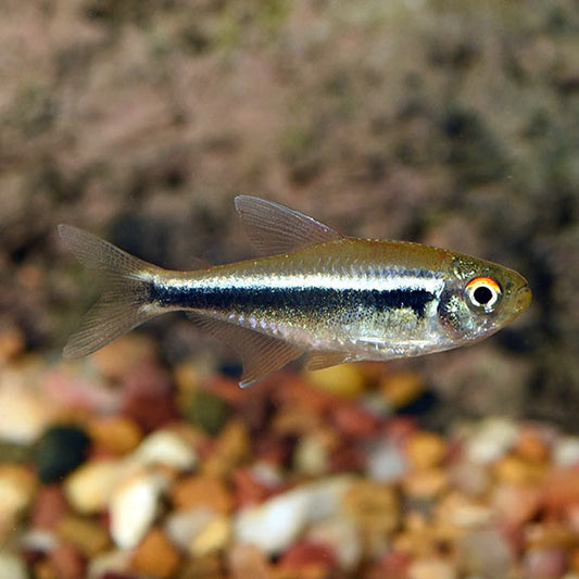 Black Neon Tetra (Hyphessobrycon herbertaxelrodi)