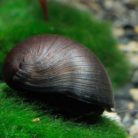 Military Helmet Snail (Neritina pulligera)
