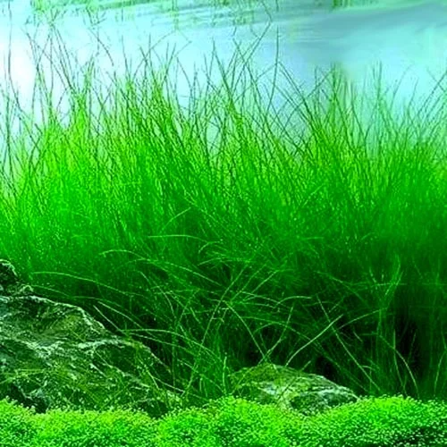 ADA In-vitro Eleocharis vivipara