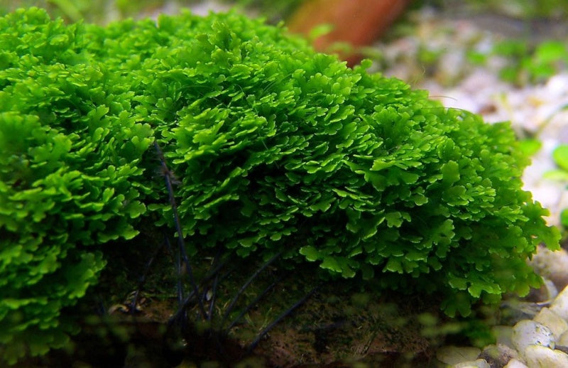 ADA In-vitro Riccardia chamedryfolia