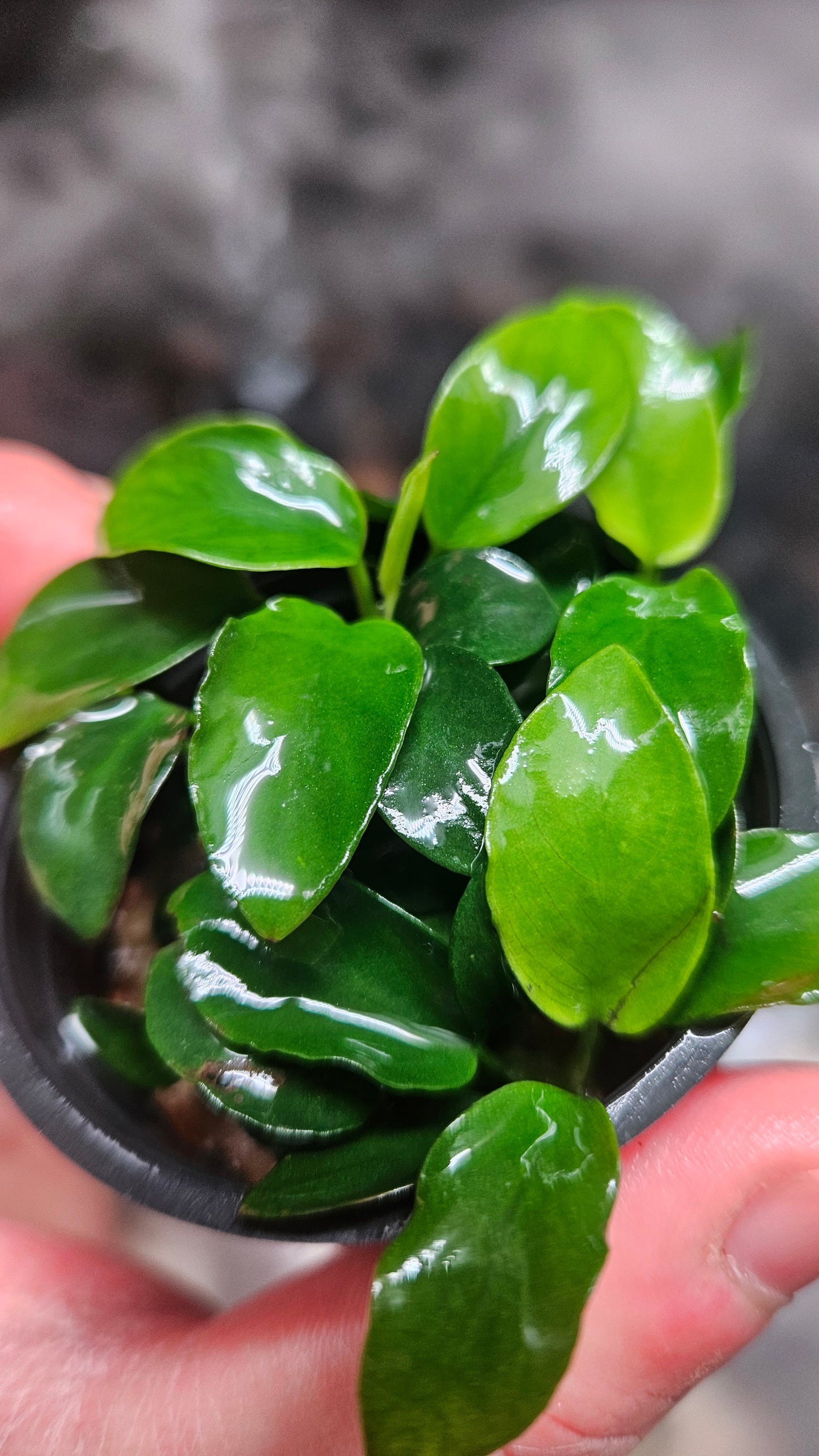Anubias Nana Petite