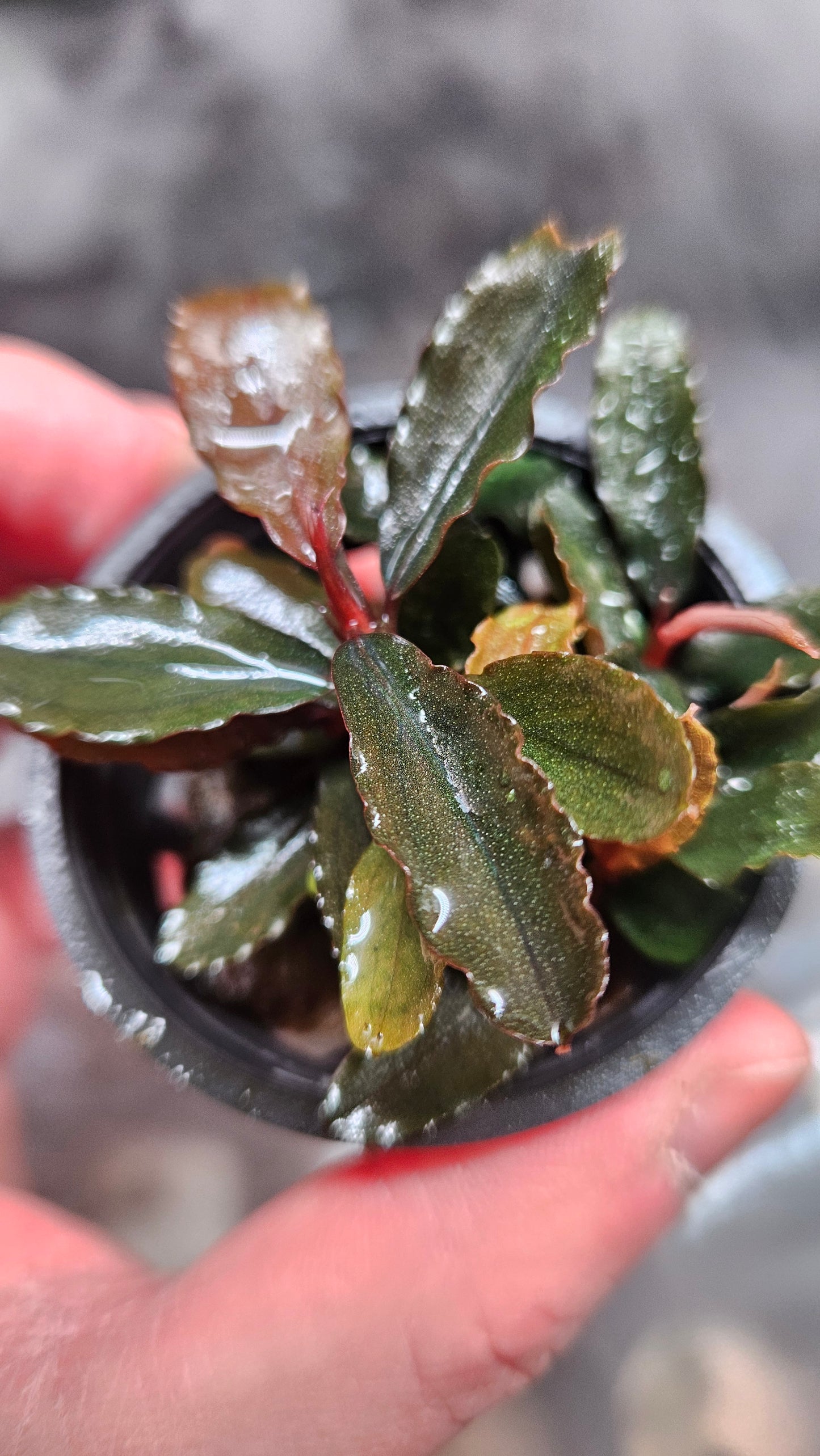 Bucephalandra Brownie Blue