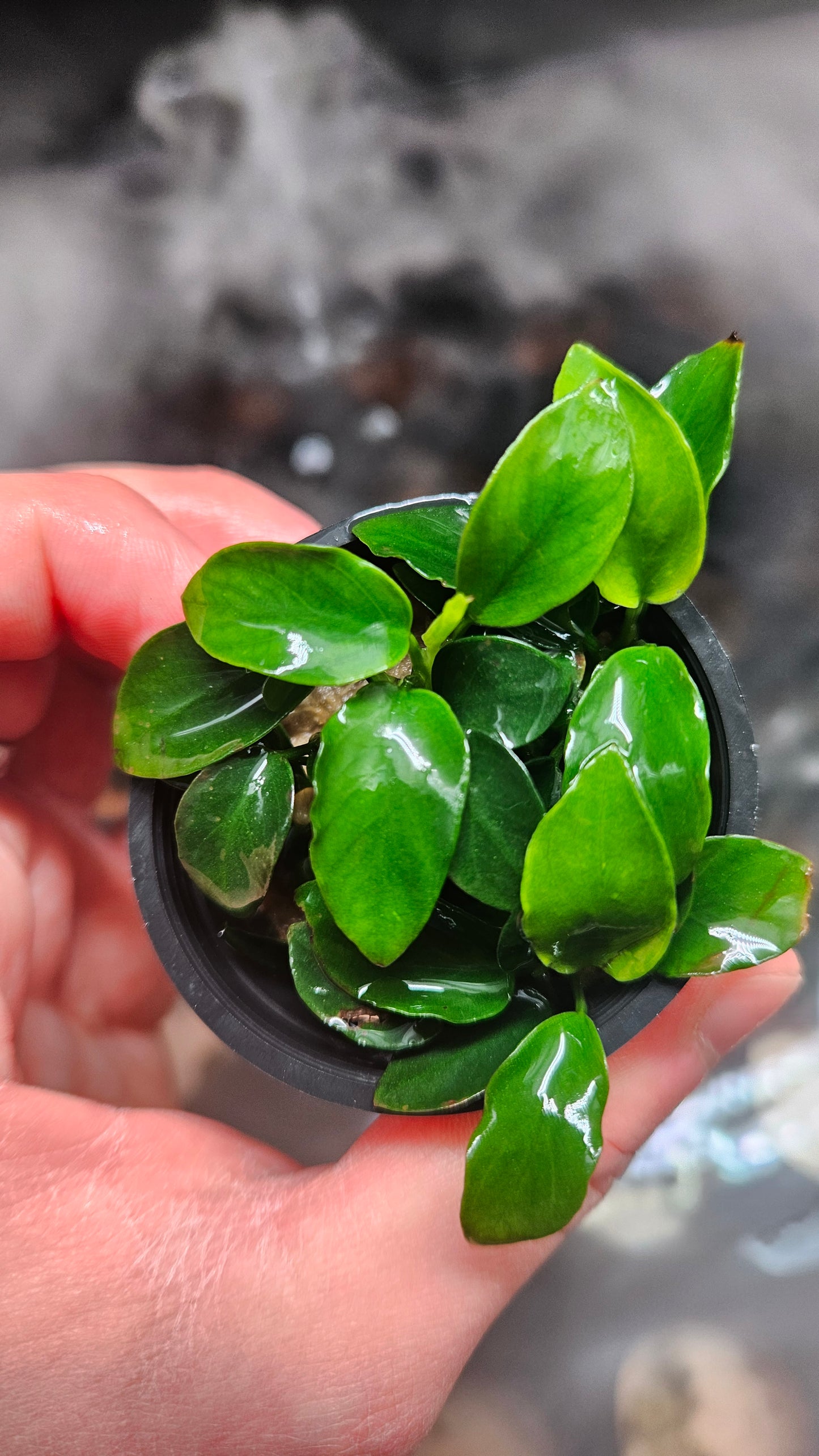 Anubias Nana Petite