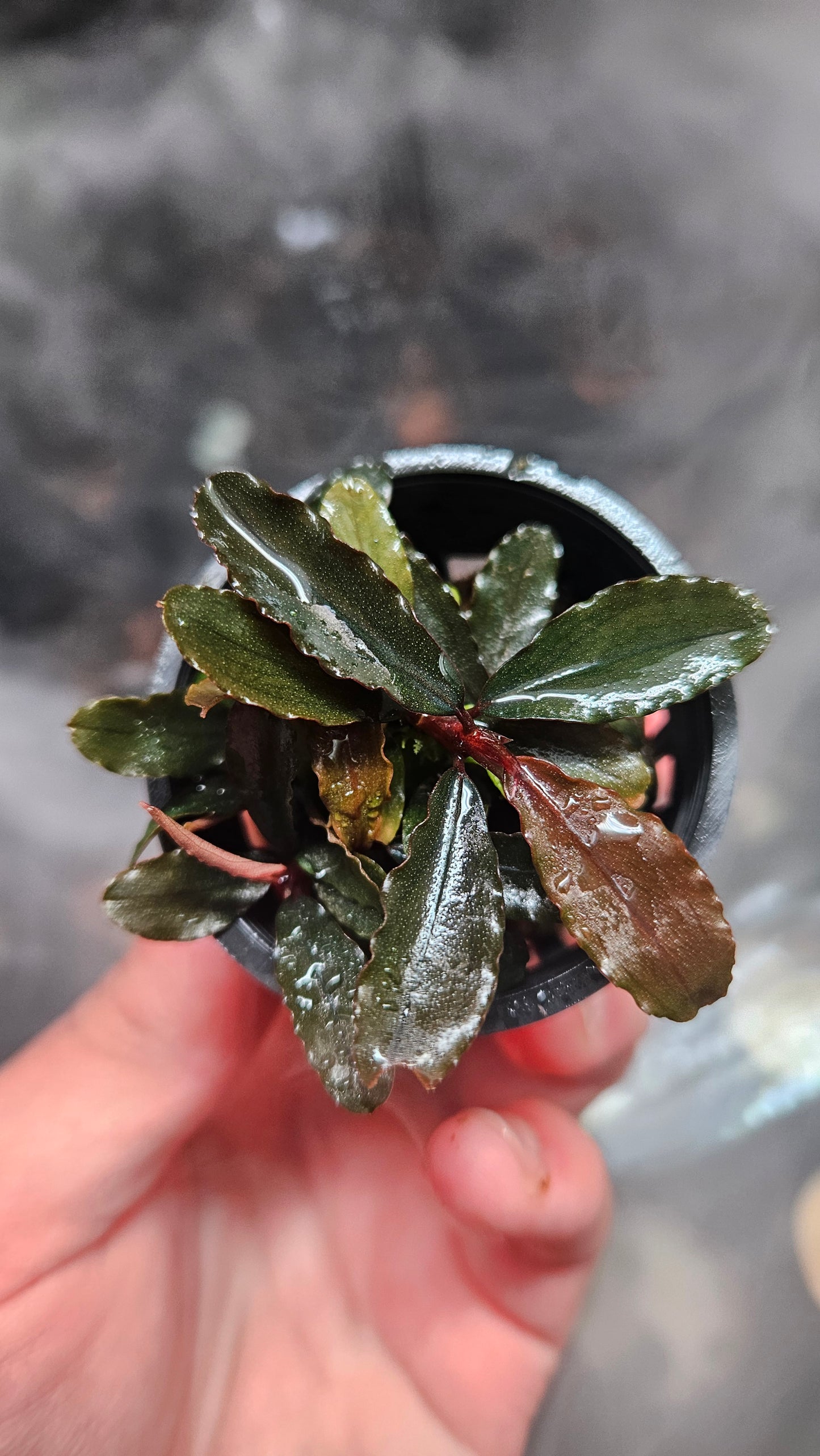 Bucephalandra Brownie Blue