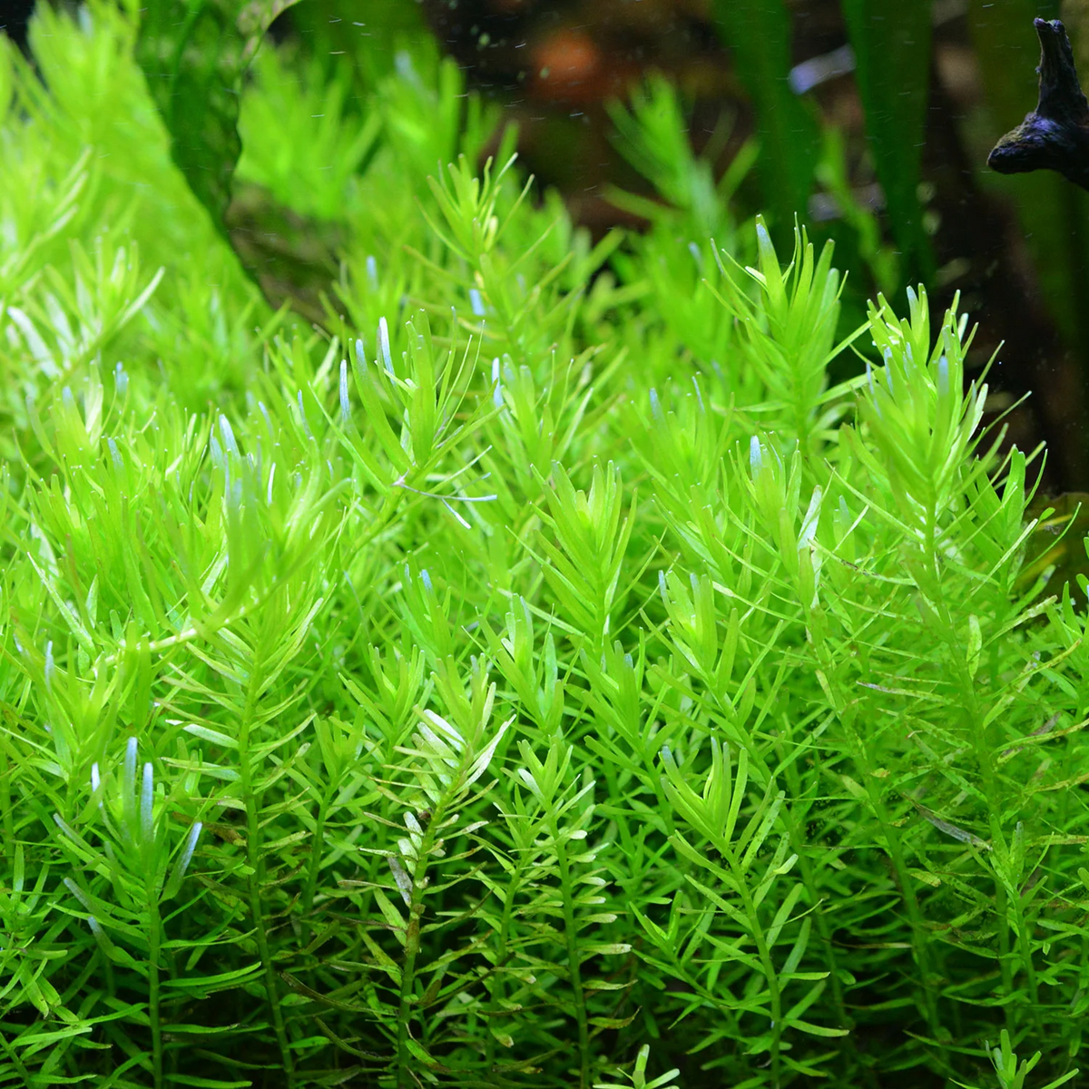 Rotala Green
