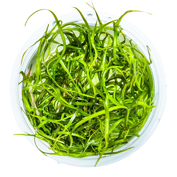 Tropica 1-2-Grow Sagittaria subulata 'Needle Leaf'
