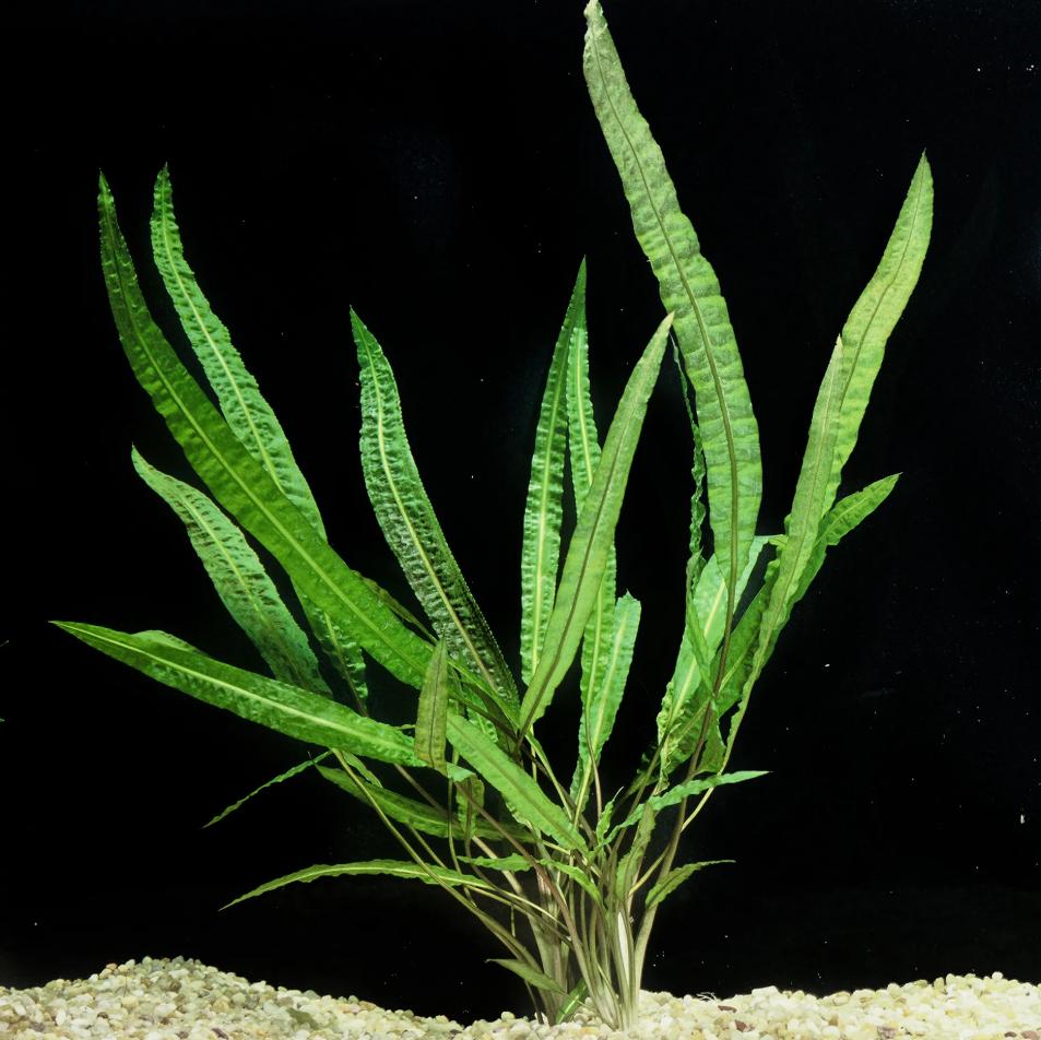 Cryptocoryne Crispatula Balansae