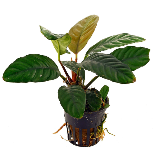 Anubias barteri coffeefolia