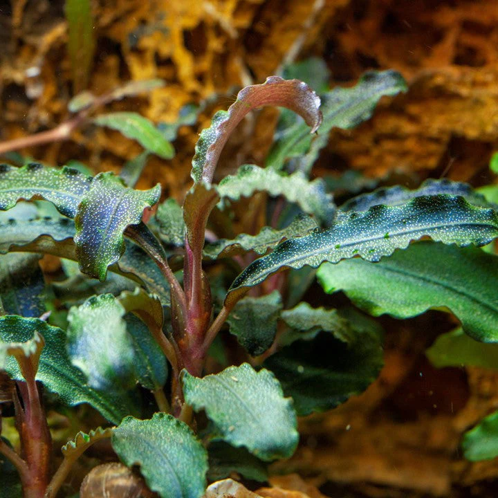 Bucephalandra Kedagang