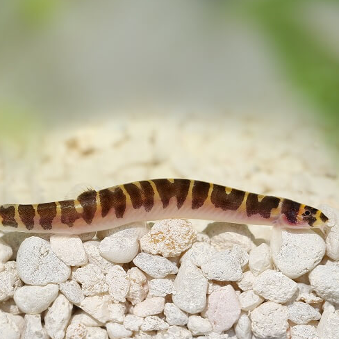 Kuhli Loach (Pangio kuhlii)