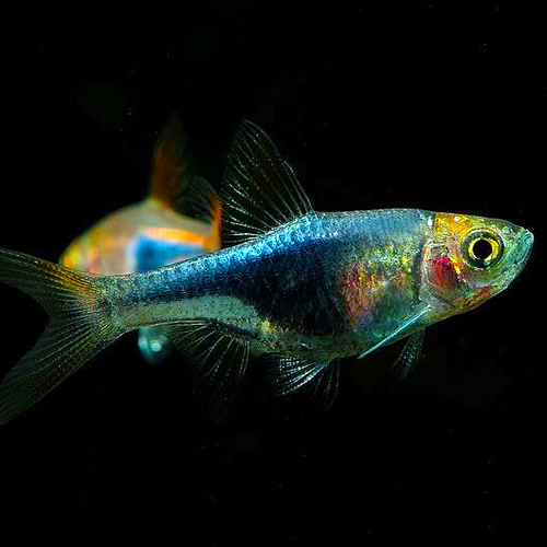 Purple Harlequin Rasbora (Trigonostigma heteromorpha)