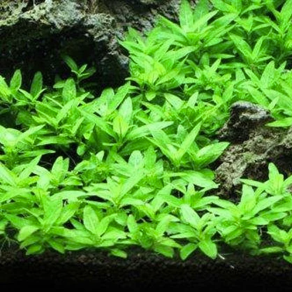 Staurogyne Repens