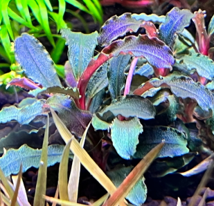 Bucephalandra Brownie Purple