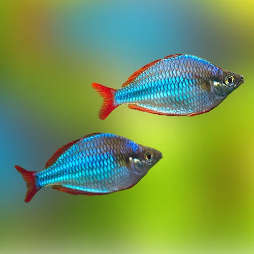 Dwarf Neon Rainbowfish (Melanotaenia praecox)