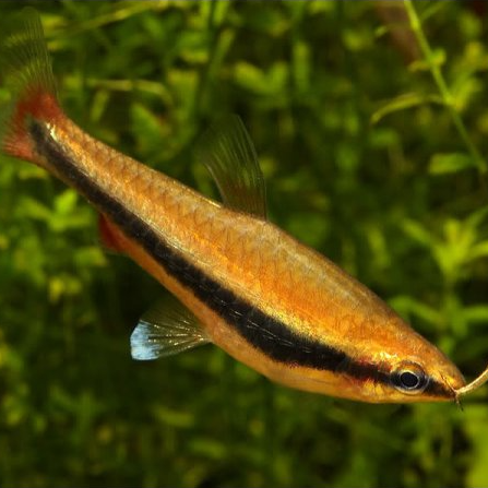 Golden Pencilfish (Nannostomus beckfordi)